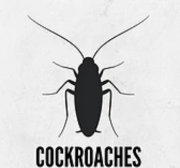 cockroaches control services